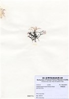 藏品(匍枝凝花菜)的圖片